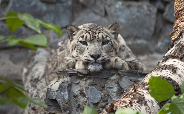 Leopard laying down